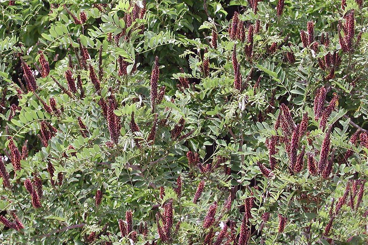 Indigo Plant flowering shrub