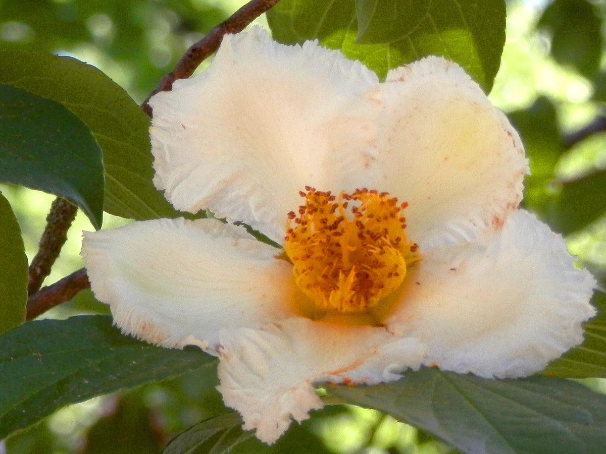 Japanese Stewartia one flower close