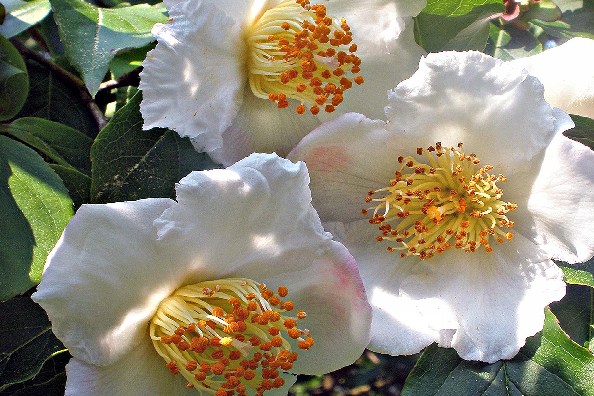 Japanese Stewartia Stewartia pseudocamellia