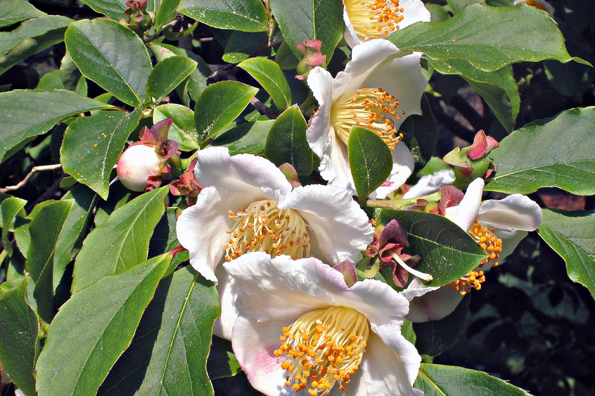 Japanese Stewartia flowers and leaves