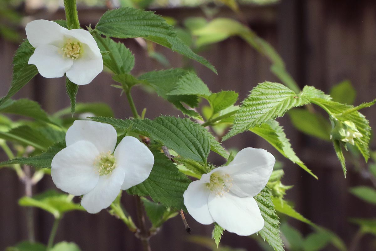 Jetbead flowers close