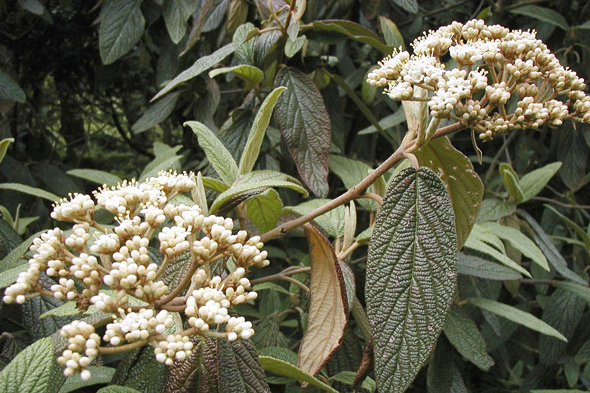 Leatherleaf viburnum leaves and flowers