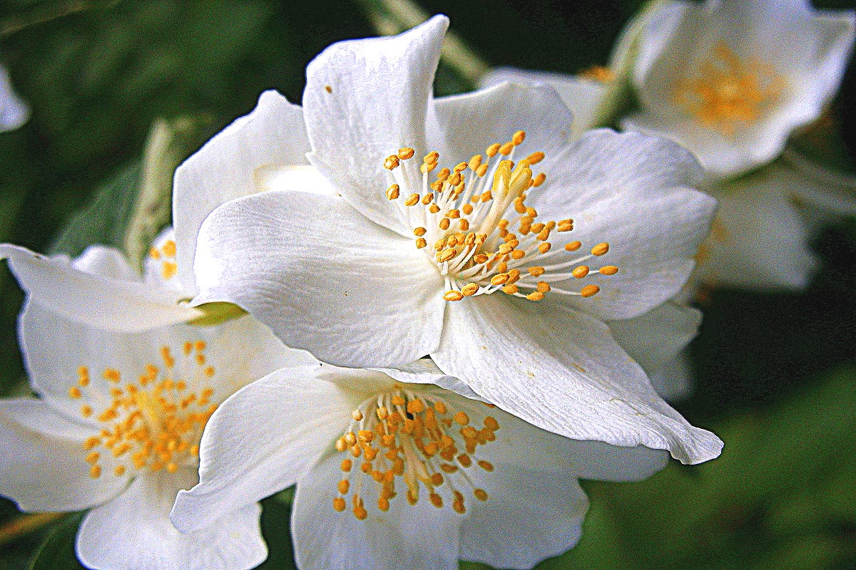 Sweet Mock Orange Philadelphus coronarius