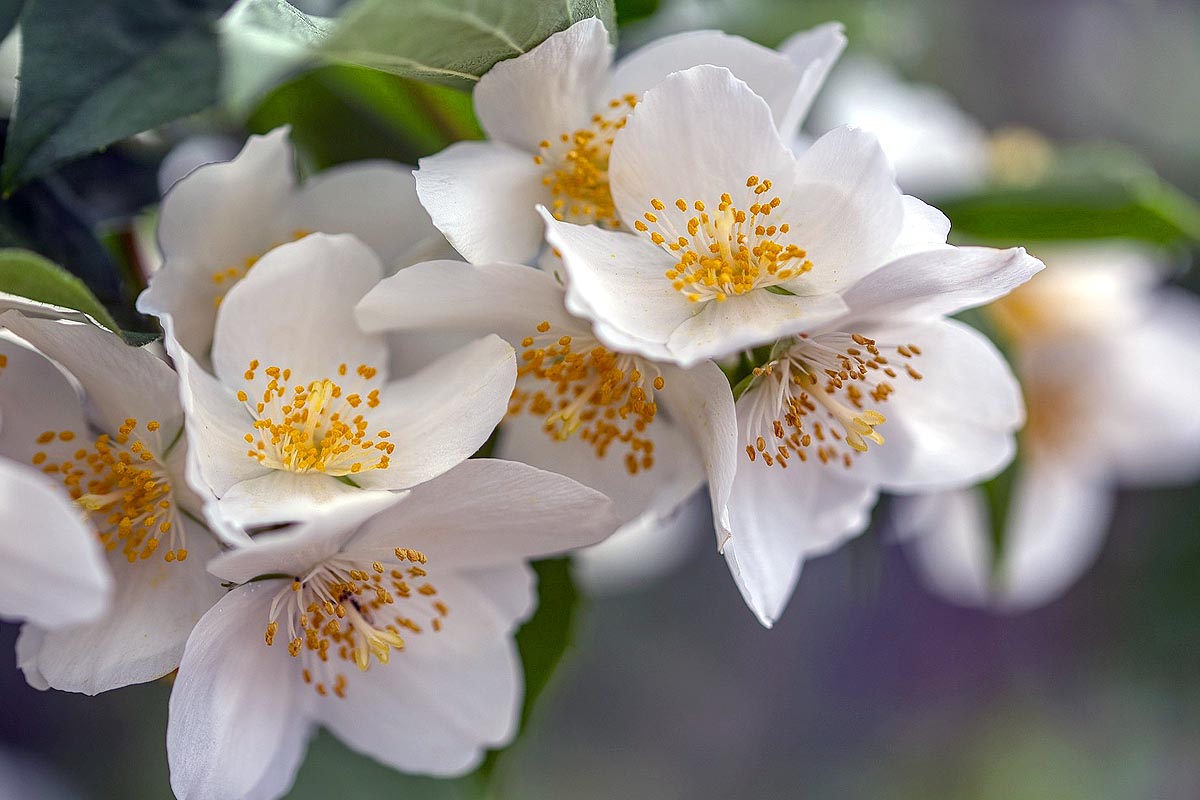 Sweet Mock Orange group blooms