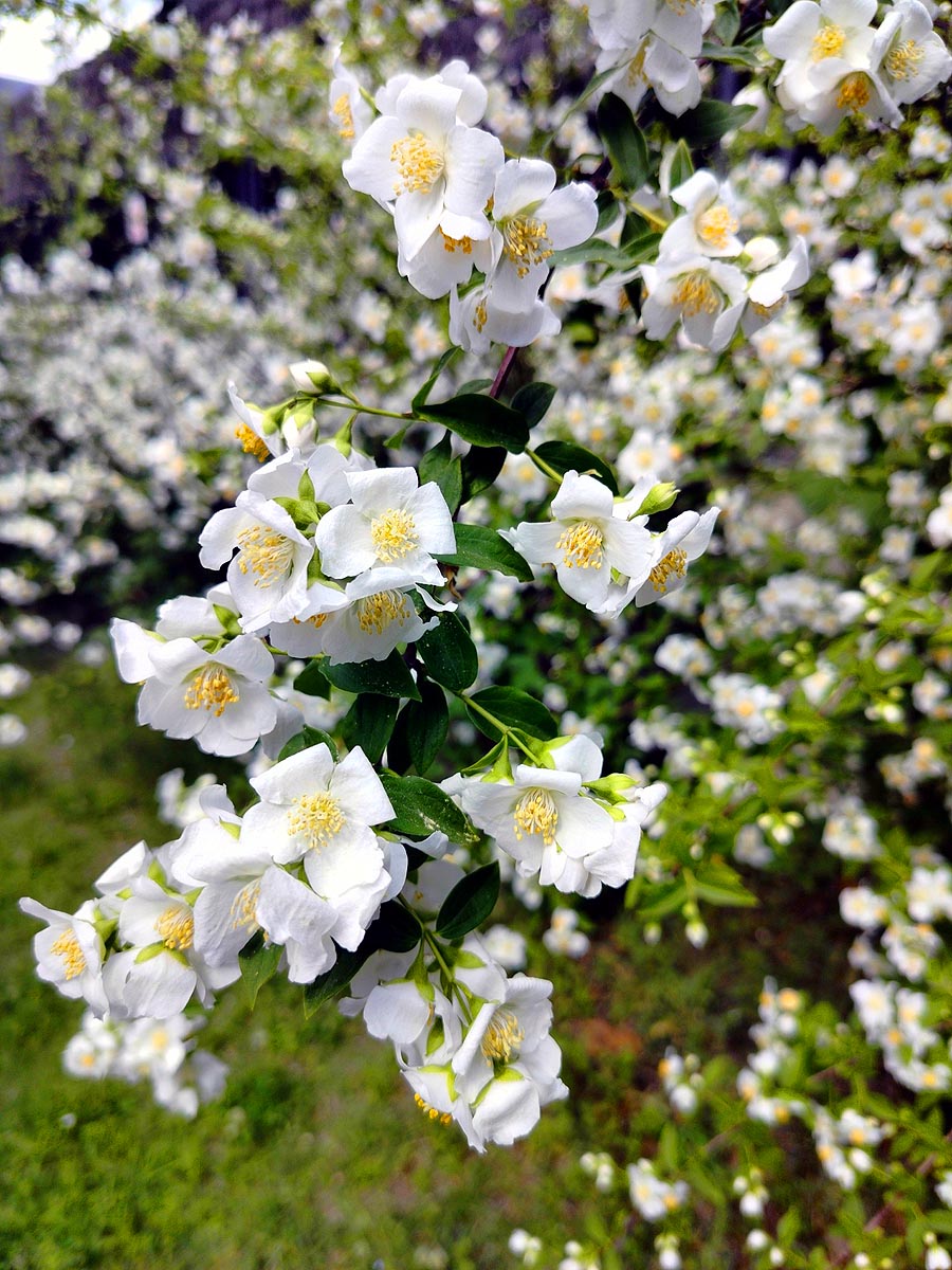 mass blooming mock orange P