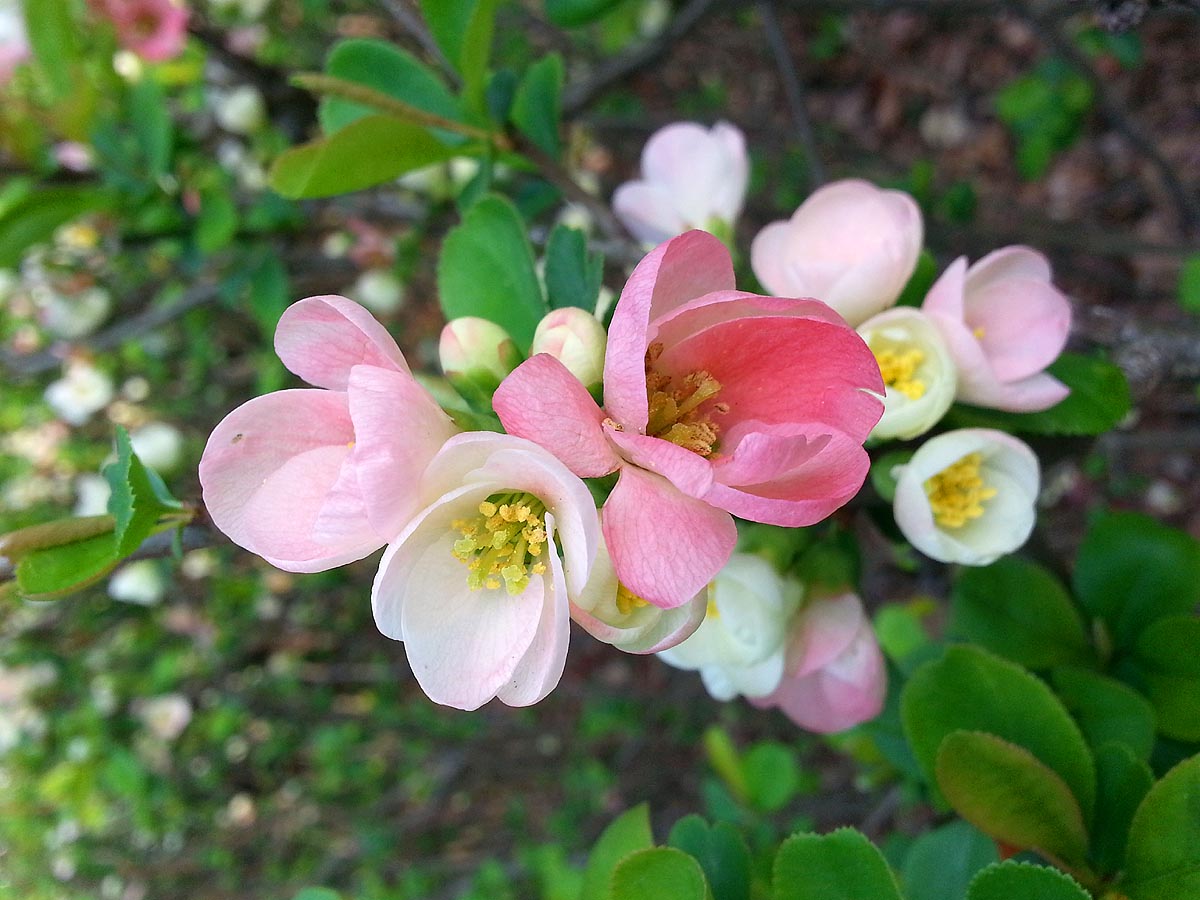 Quince Bush 'Toyo-Nishiki' Chaenomeles speciosa