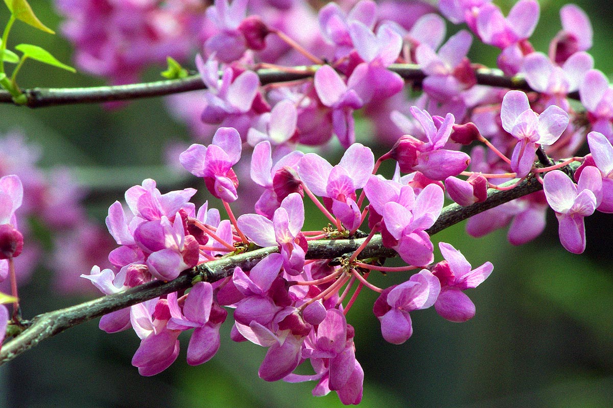 Eastern Redbud flowers close