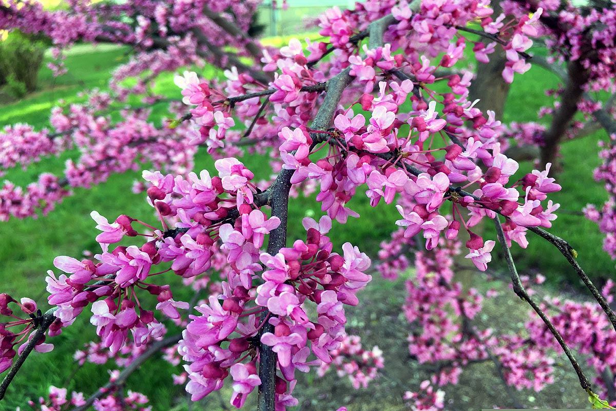 Eastern Redbud flowering branch