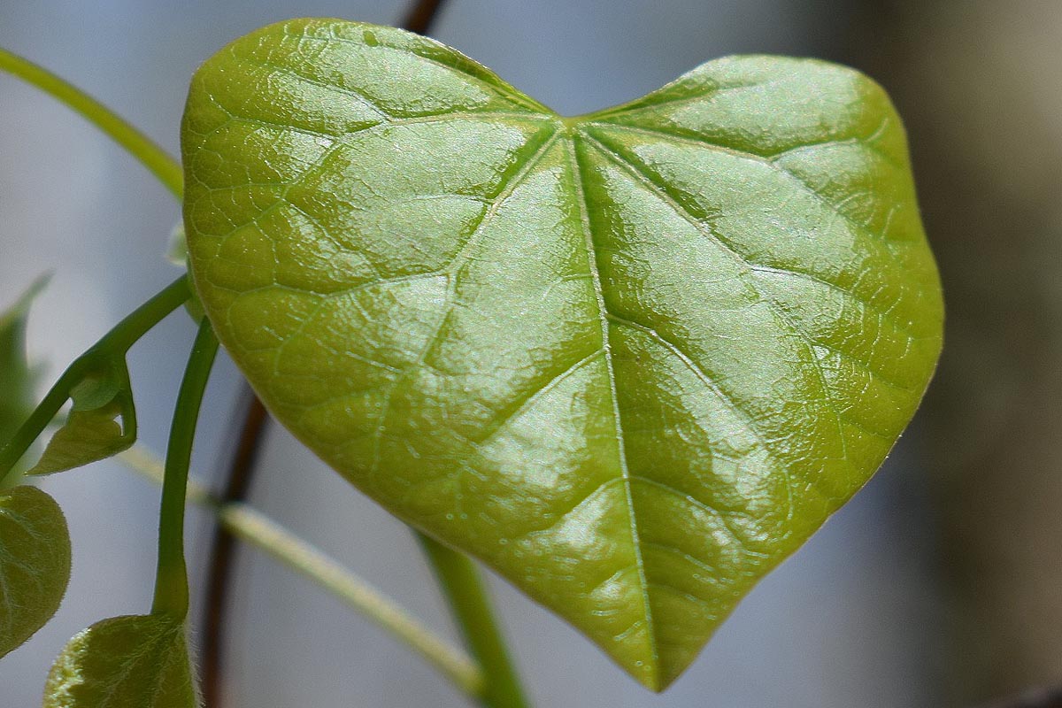 Eastern Redbud leaf