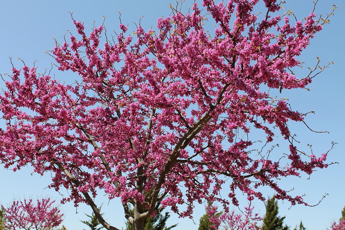 Eastern Redbud tree