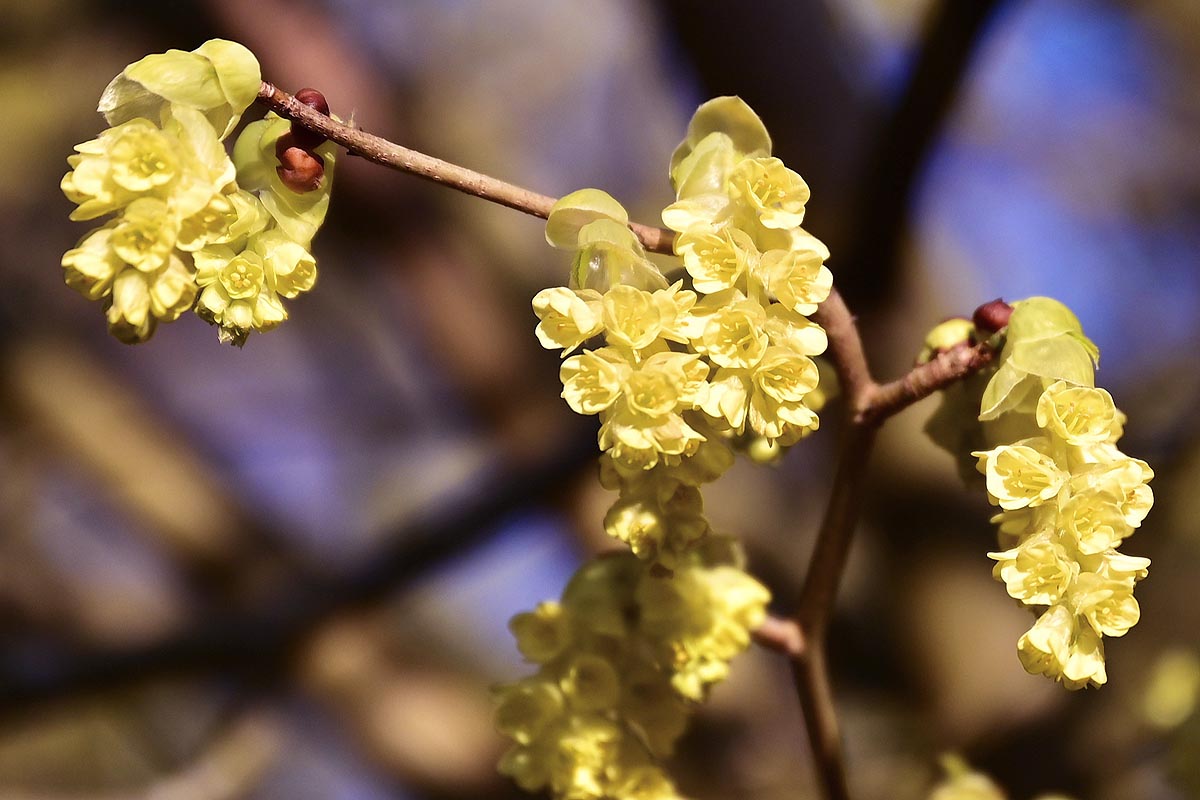 Spice Bush Hamamelis virginiana