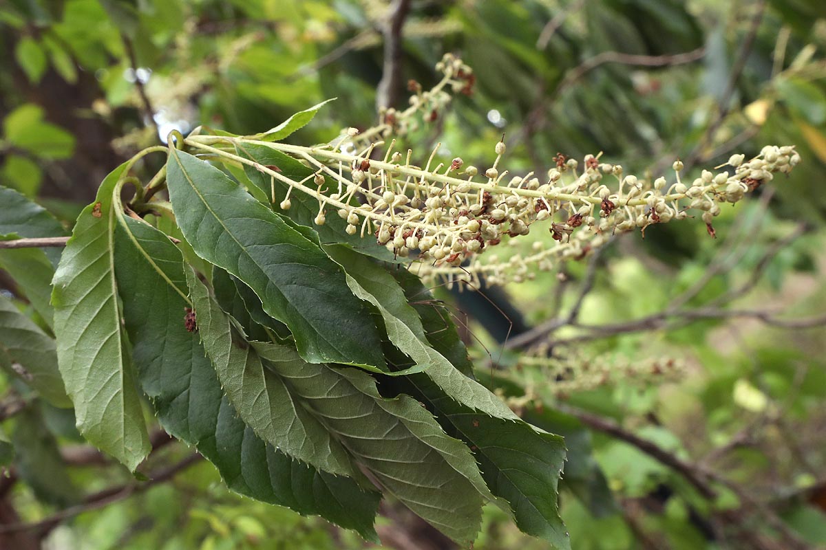 Japanese summersweet flowers to seed