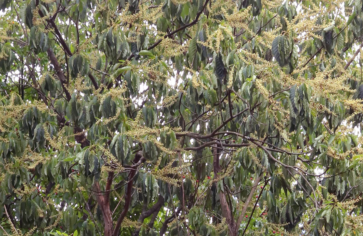 Japanese summersweet massed flowers