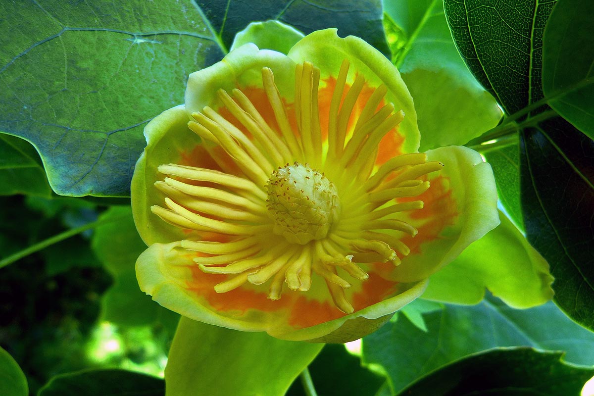 Tulip Tree Liriodendron tulipifera