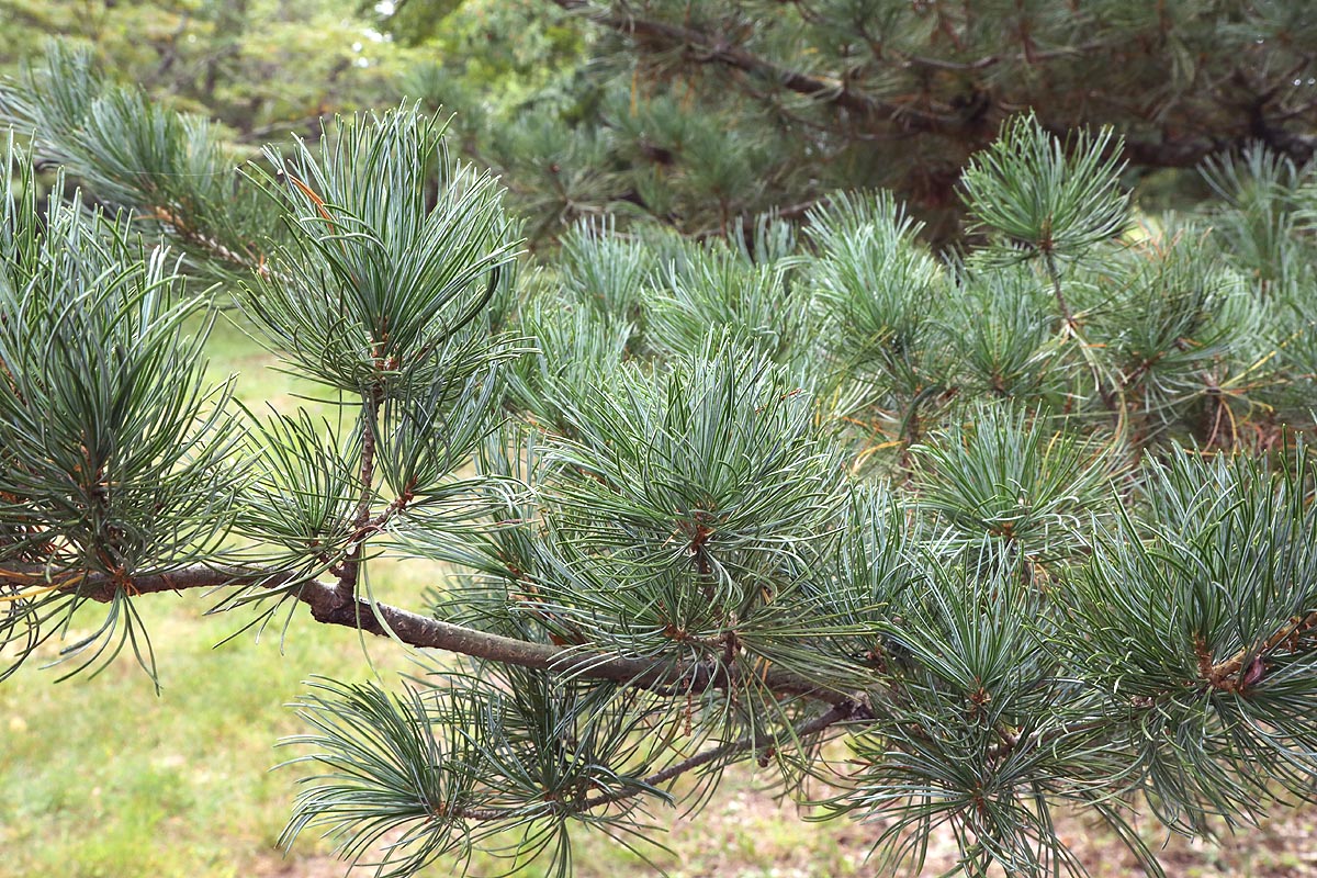 Japanese white pine needles branch