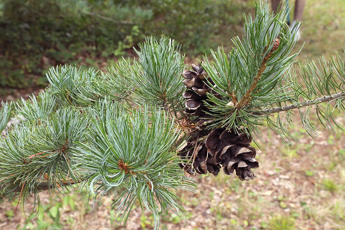Japanese white pine branch with cone
