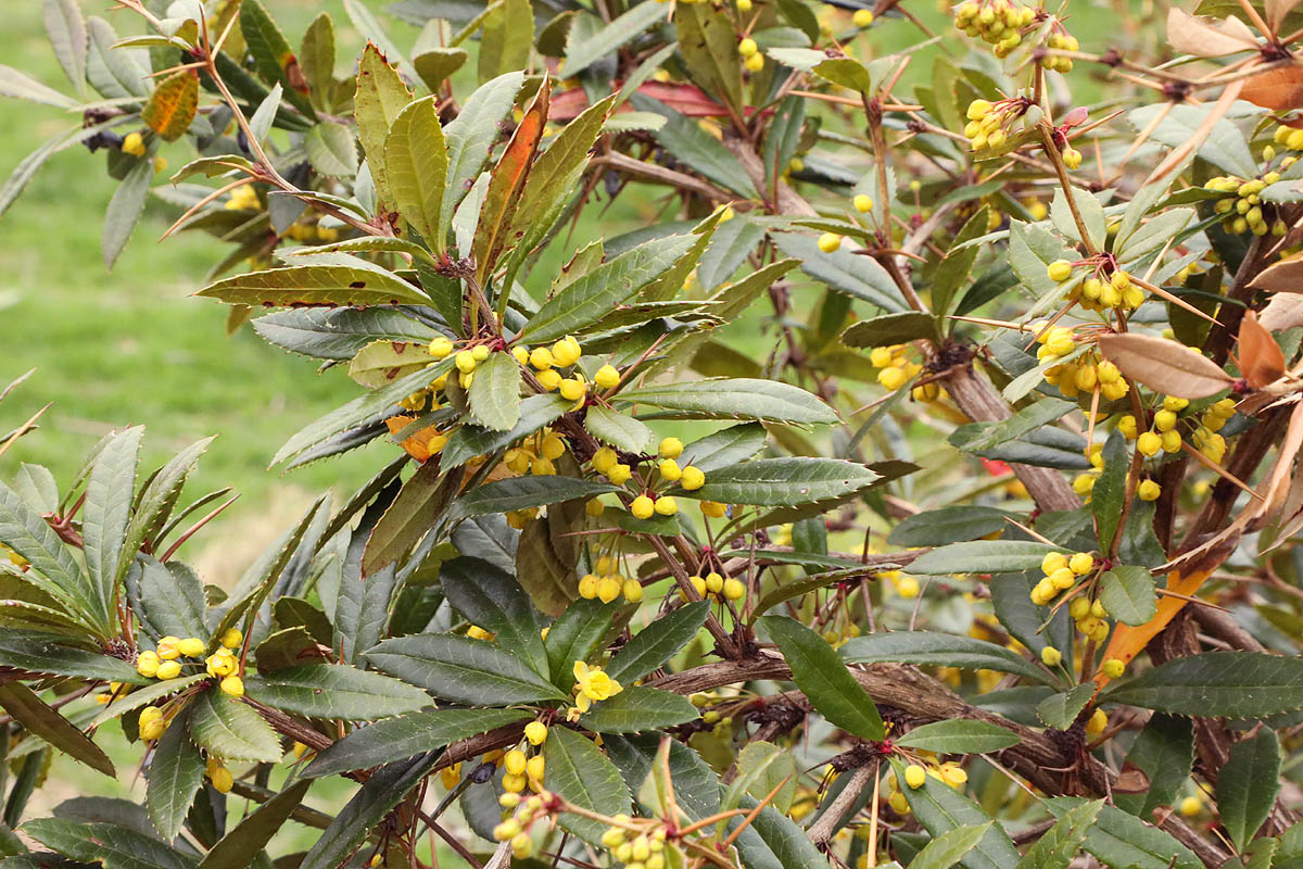 wintergreen barberry leaves flowers