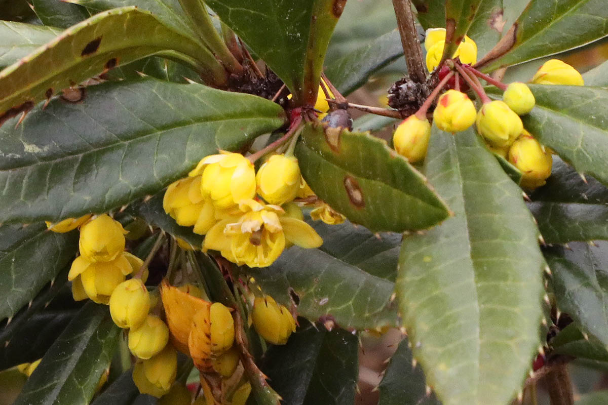 wintergreen barberry flowers close