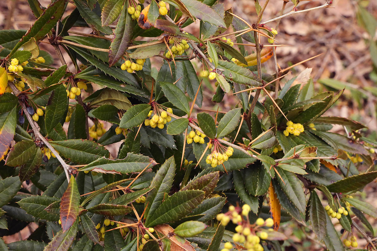 wintergreen barberry shrub
