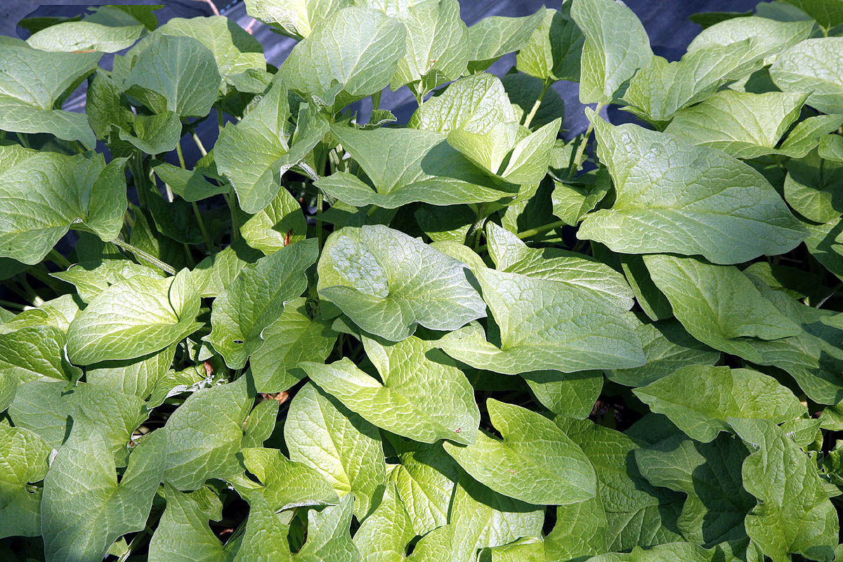 Good King Henry Chenopodium bonus henrius