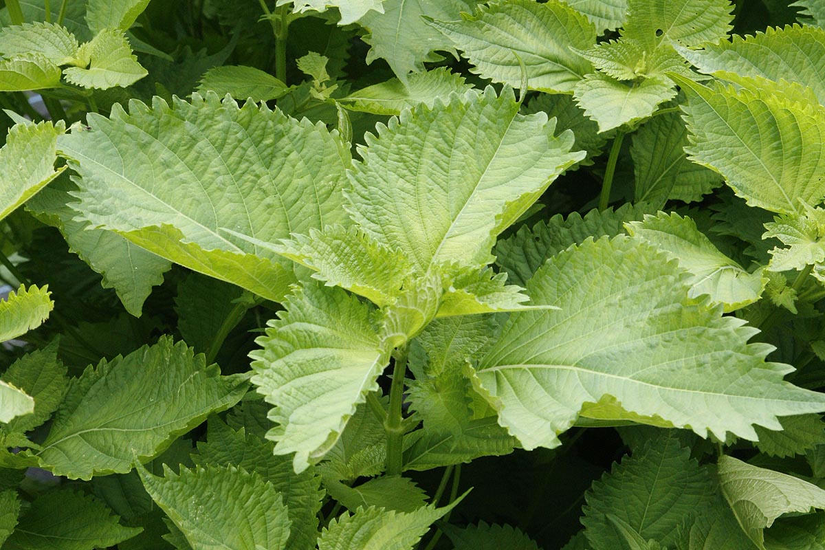 Shiso, Green Perilla frutescens