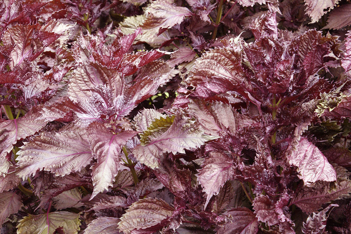 Red Perilla leaves Perilla frutescens na