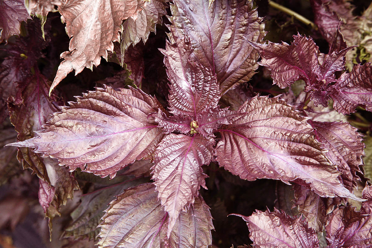 Shiso, Red Perilla frutescens nankinensis
