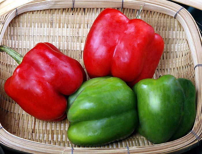 Peppers  Sweet Red Bell Capsicum annuum