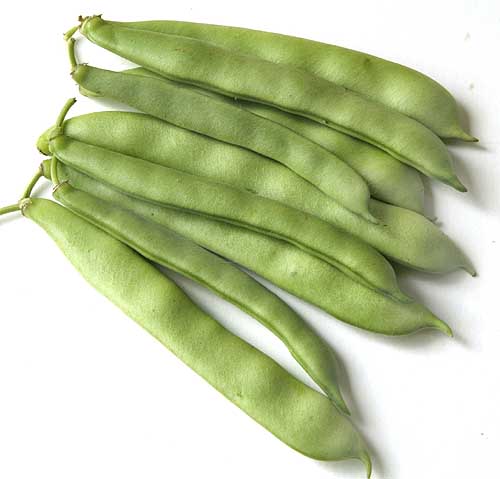 Yin Yang Beans (Phaseolis vulgaris) organically grown flower seeds ...