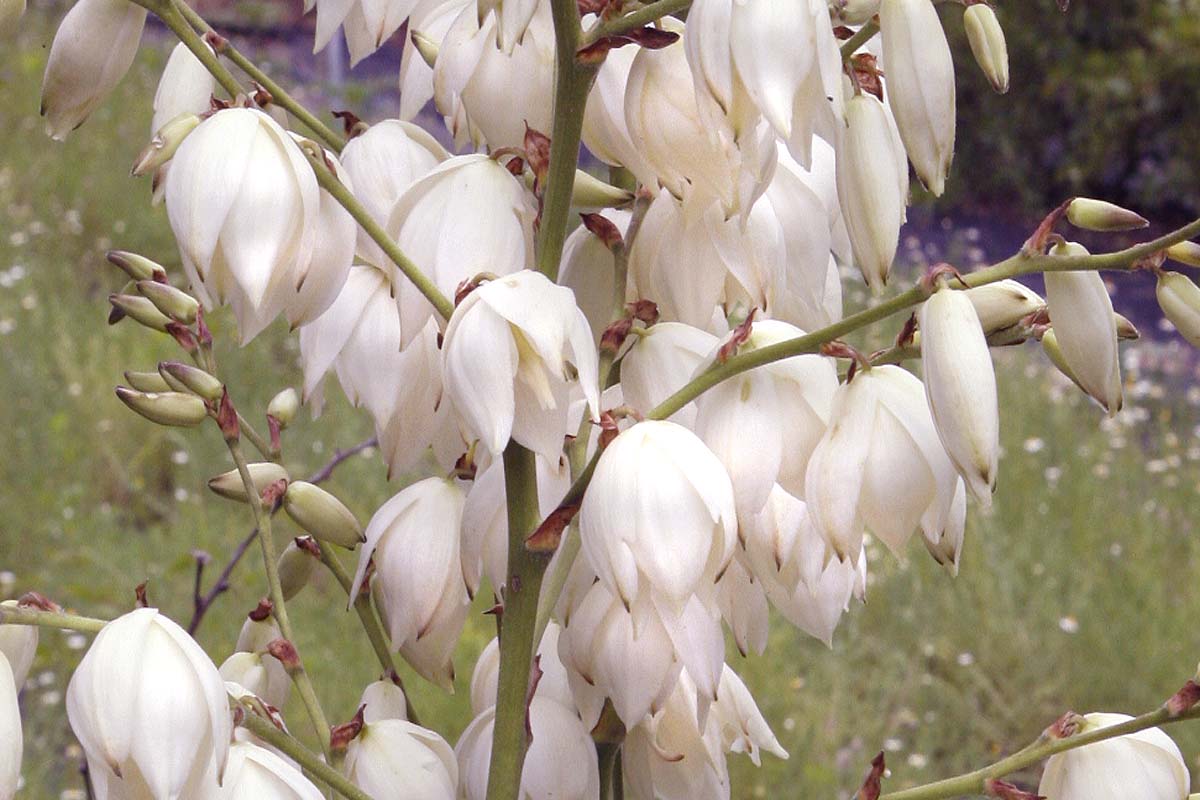 Yucca Yucca filamentosa