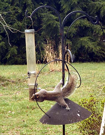 Squirrel on hanging bird feeder