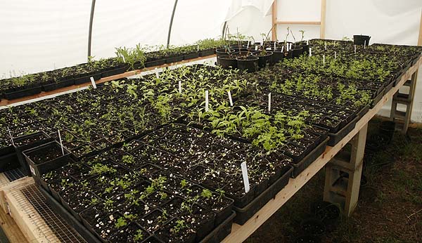 Trays of recently transplanted seedlings in potting house