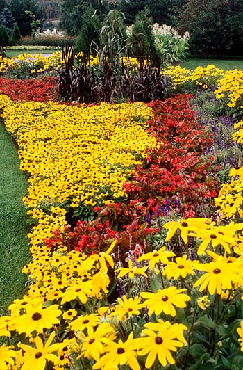 Mass plantings give great impact and can be inexpensively achieved by growing many plants from on packet of seeds.