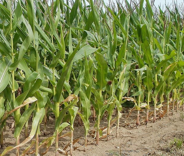 Corn needs to be planted in large blocks.
