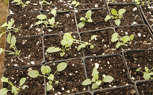 Larger seedlings transfered into individual pots.