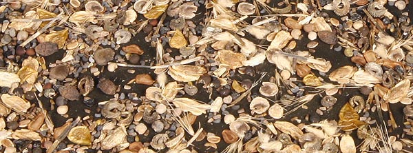 Mixed Seeds.