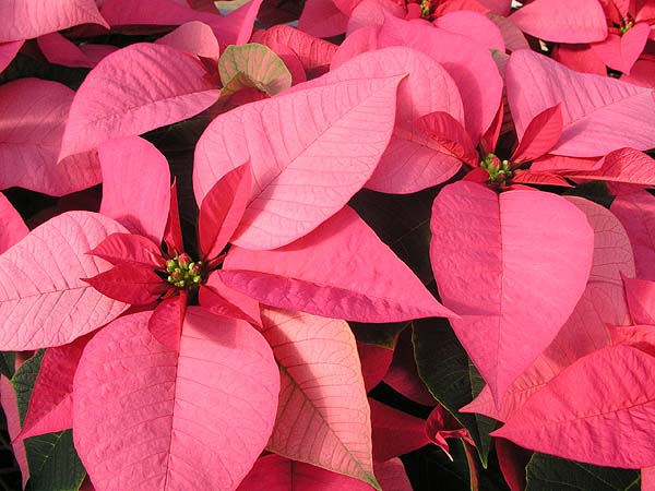 Luscious Pink Poinsettia