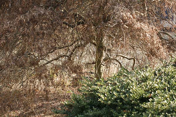 Japanese Maple Tree in Winter