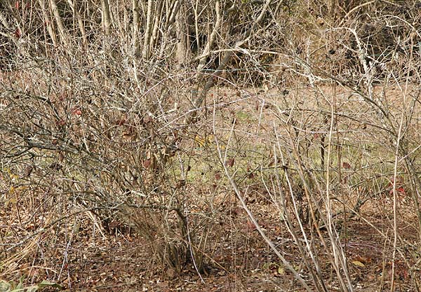Bare winter shrubs need water to survive
