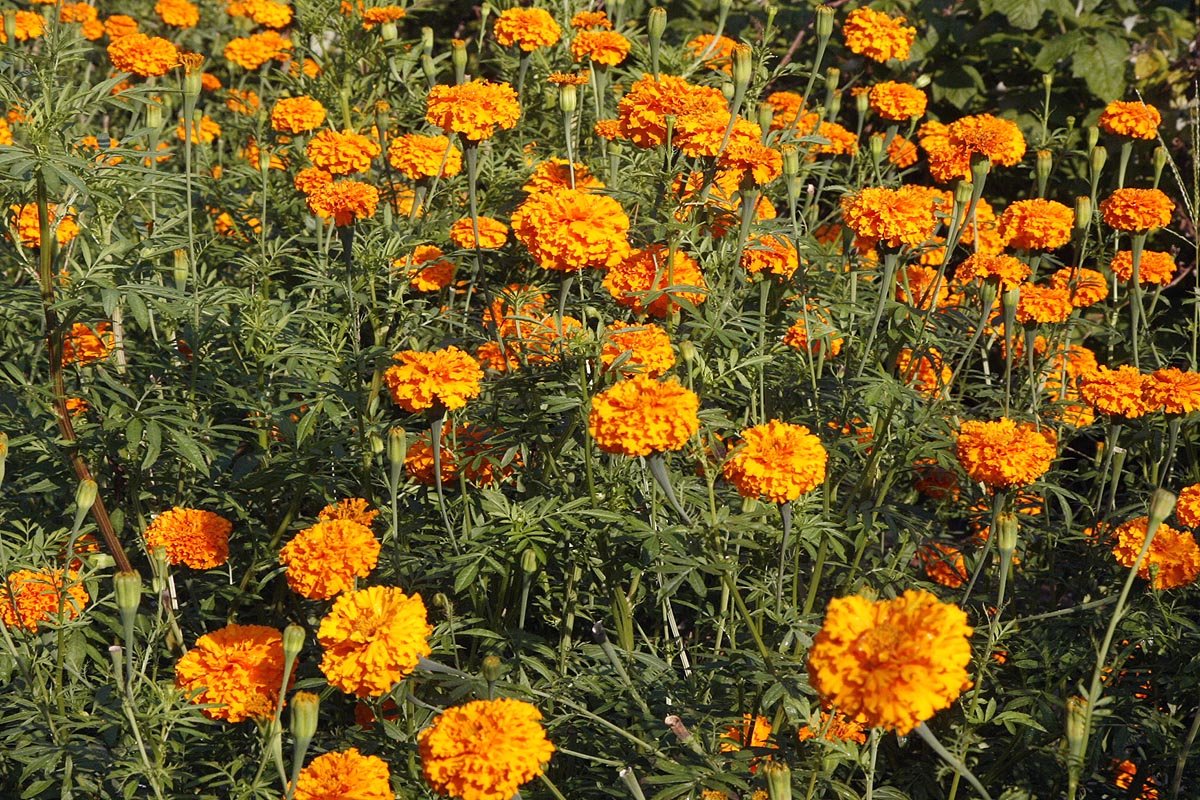 Marigold Flowers Tagetes