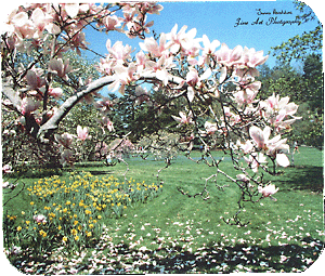 Magnolia Branch