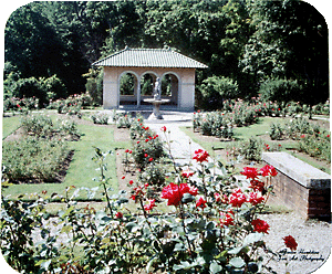 Formal Rose Garden