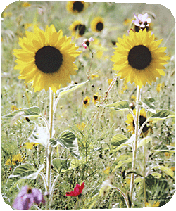 Two Sunflowers