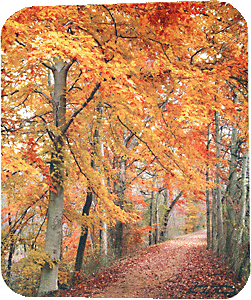 Golden Trees walkway