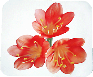 Clivia flowers