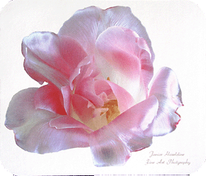 Pink Tulip