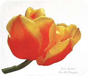 Red and yellow Tulip