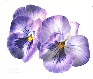 Purple Pansies