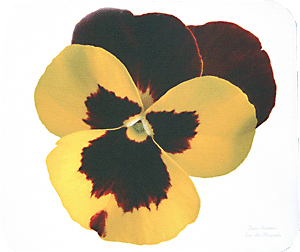 Yellow and Burgundy Pansy
