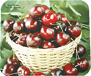Cherry Basket